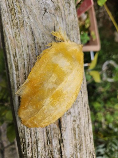 Noyau de mangue
