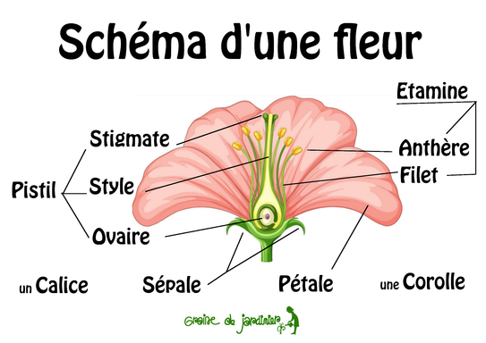 schéma d'une fleur