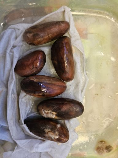 Noyaux fruit du jacquier